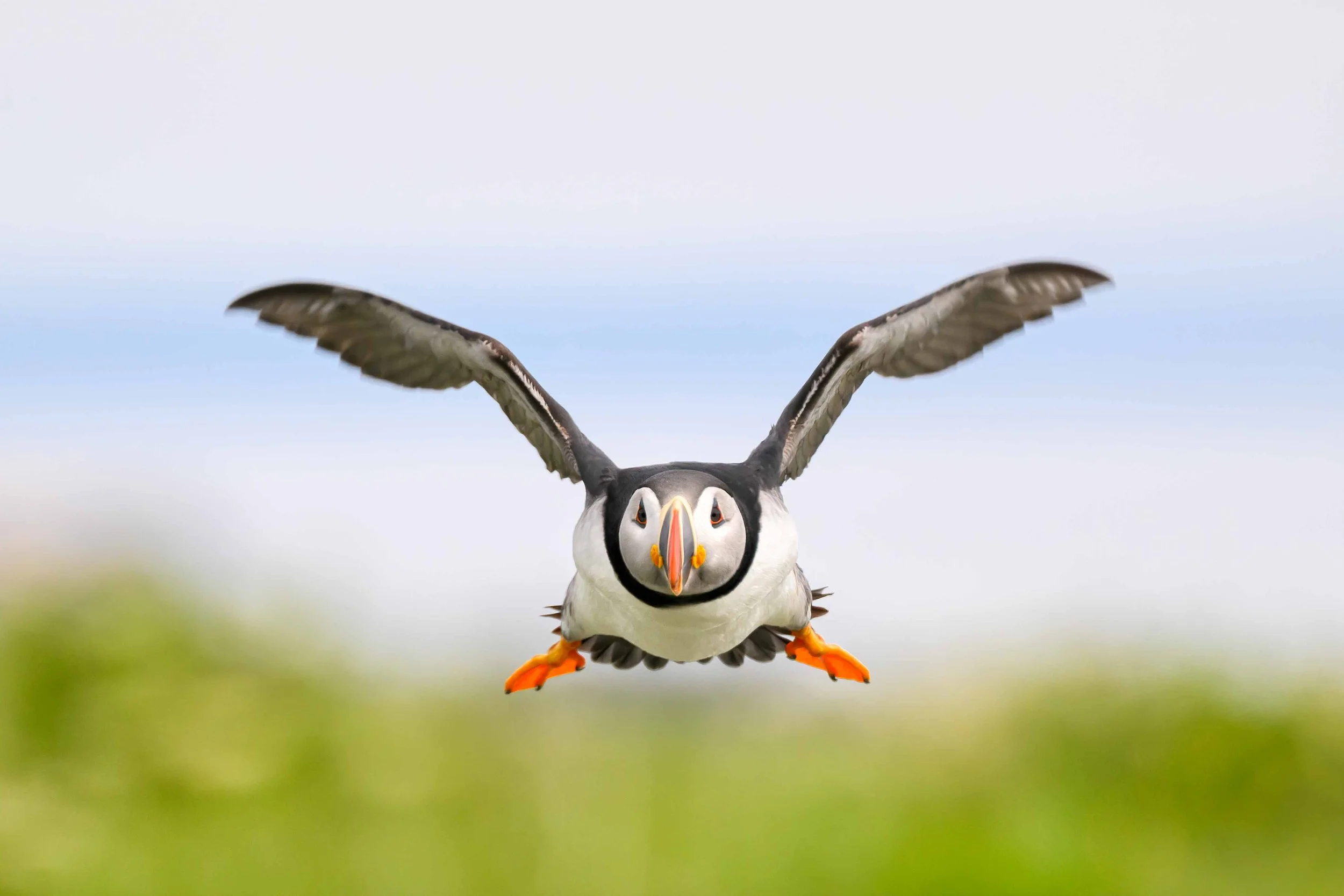 Puffins — Nancy A Orbe Photography